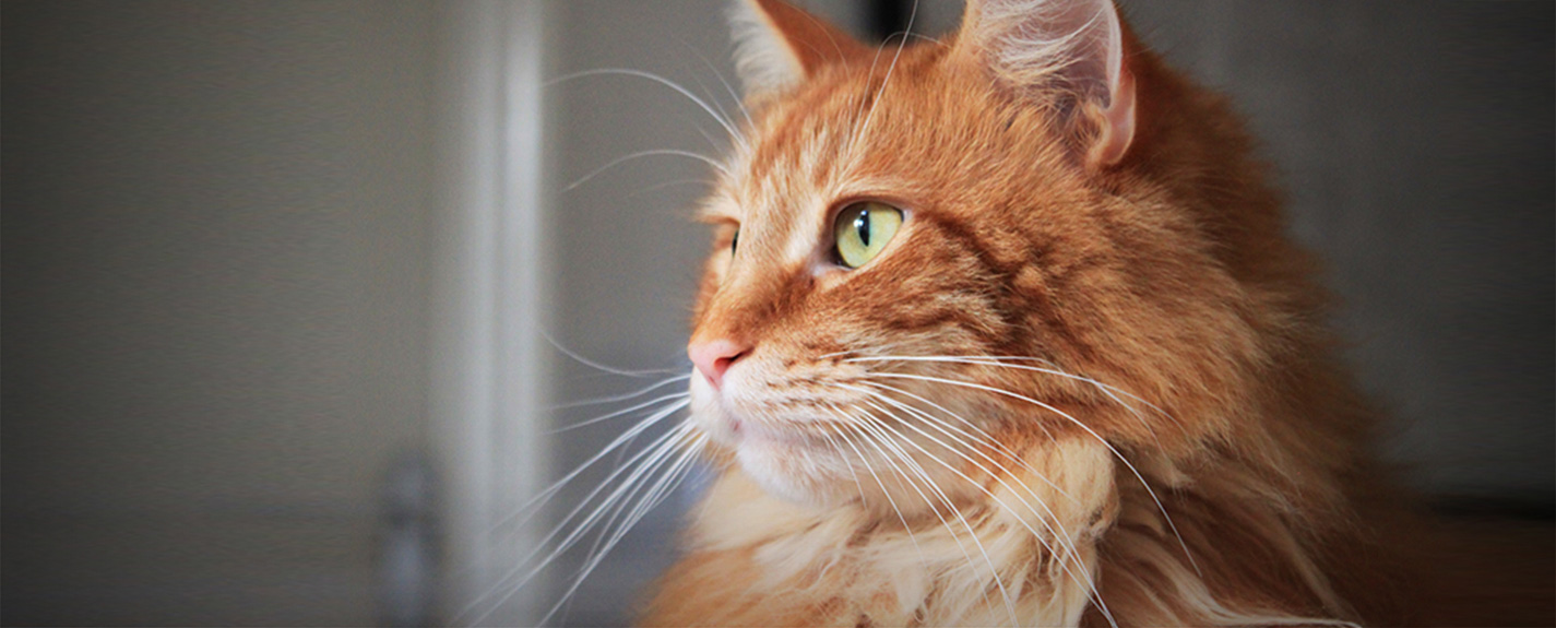 Chat domestique roux à poil long