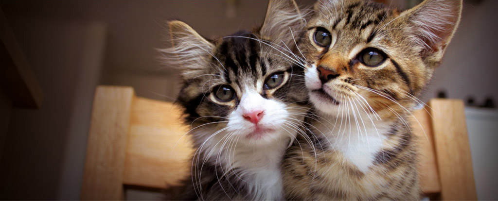 Zwei kleine Hauskatzen